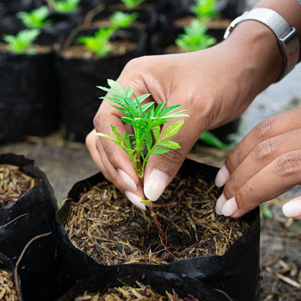 Agriculture image